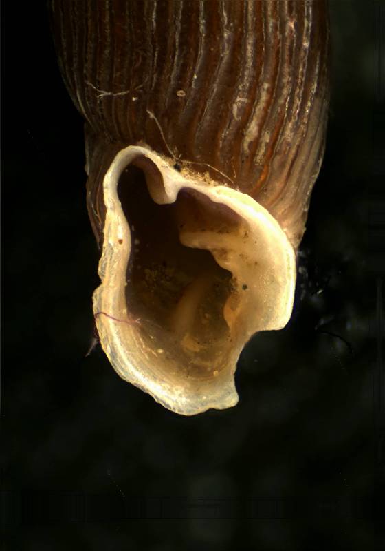 Conferma Clausilia pumila